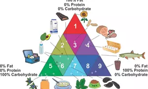 Illustration consisting of a multicolored triangle divided into 9 sectors with different levels of fat, protein and carbohydrates, and with various types of foods indicated for each sector. 