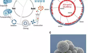 Design and synthesis of a minimal cell