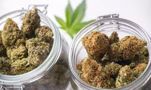 Cannabis Buds