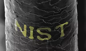 A grayscale scanning electron microscope image of a human hair with the letters N-I-S-T across it.