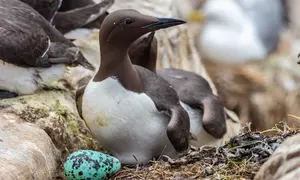 Photograph of a seabird with a spotted turquoise egg.