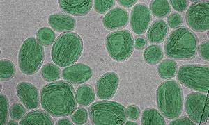 A group of oval-shaped nanoparticles looks like stones on a gray surface.