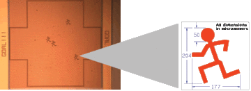 Photomicrograph of Field of Play with Defenders in Place