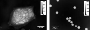 Quantitative phase image of induced pluripotent stem cells and reference beads