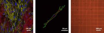 Cell Characterization for Cell Therapy and Regenerative Medicine 