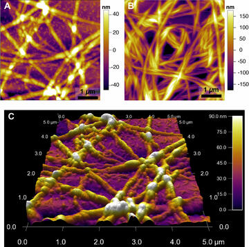 collagen_fiber_afm