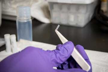 A hand, gloved in a purple, holds a small rectangular piece of enriched silicon in forceps.