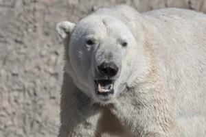 polar-bear_Lee_004cb-3-300x200.jpg