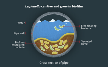 Cross-section of pipe showing bacteria collecting in bottom.