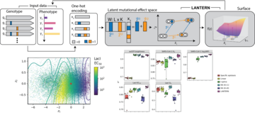 Overview of LANTERN applied to genotype-phenotype landscapes