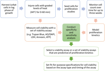 Schematic workflow of the experimental design - Jurkat cells 