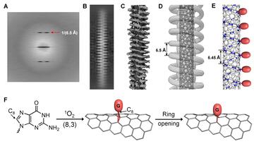 DNA-directed lattice modification of (8,3)