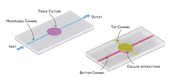 Organ-on-a-chip device illustration