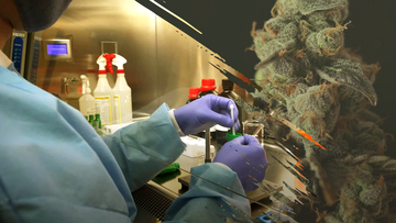 A researcher's hands holding a vial in the lab are juxtaposed with a cannabis plant. 
