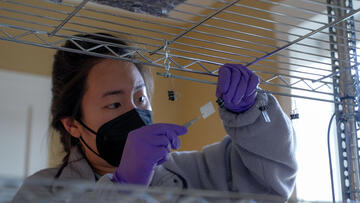 A researcher wearing a face mask uses tweezers to examine a tiny piece of paper she has unclipped from a rack. 