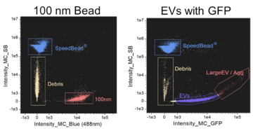 Two dot plots from an imaging flow cytometer showing how the appearance of 100 nm beads, left, can be used to calibrate the size range for extracellular vesicles, right.