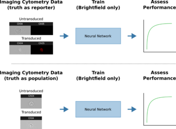 Two panel schematic showing approach to train a neural network to discriminate between lentivirus transduced and non-transduced for cell therapy production monitoring. Top, a fluorescent reporter is used as ground truth for transduction to teach the neural network brightfield imaging artifacts.  Bottom, model performance can be assessed by supplying only brightfield images.