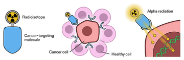 Diagram shows a radioisotope attached to a cancer-targeting molecule and how the molecule attaches to a cancer cell and injects alpha radiation. 