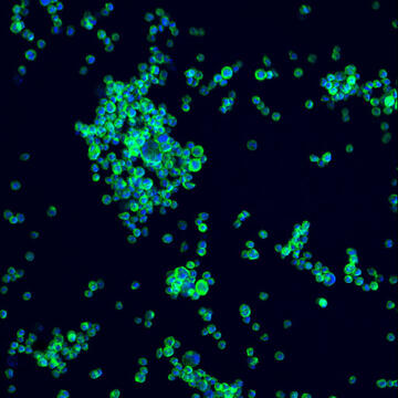 A microscopic image of NISTCHO cells that are stained blue and green on a black background..