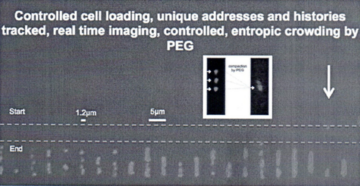 Microfluidic device shows cell and genome confinement, imaging, manipulation without shear forces causing DNA breakage, and potential for scale-up. Example of controlled cell and DNA loading, real time imaging, and controlled entropic crowding by infusion of microfluidic device with poly-ethyl-glycol (PEG) chemical agent.
