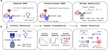 (a) Without an aptamer’s protein ligand, dARTs are transcribed to produce RNA outputs (left), while protein binding represses transcription (middle). The input and output domains are decoupled (right), enabling modular design of dARTs by swapping out the aptamer domain or customizing the output sequences. (b) dARTs serve as the protein sensing layer (left) whose outputs can be coupled with downstream circuits (middle). RNA outputs are measured via fluorescence (right).