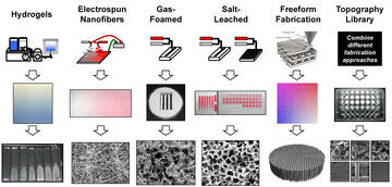 Flowchart of 'combinatorial' screening methods for developing 3D cell-scaffold topography libraries. Form hydrogels, electrospun nanofibers, gas foamed, salt leached, and freeform fabricated 3D polymer scaffolds. Next, culture cells in each scaffold types. Combine different fabrication approaches into a topography library.