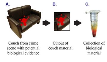 BioEvCouch v2