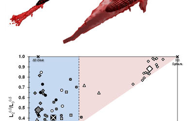 Images of the same basic cell type grown on two different bioscaffolds