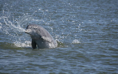 Bottlenose dolphin splashing