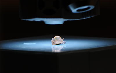 Bullet fragment is illuminated under microscope lens.