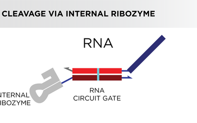 A flowchart depicts the steps in which an RNA component of a biological circuit is produced.