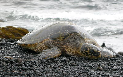 A large turtle lies on a rocky beach with surf in the background.
