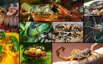 A composite image of multiple creatures, including green beetles, crabs, lobster, scorpion and a mantis shrimp.