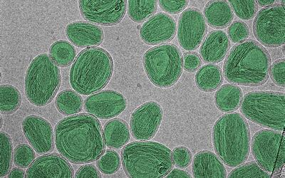 A group of oval-shaped nanoparticles looks like stones on a gray surface.