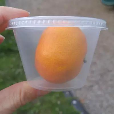 A small orange is packaged in a plastic container with a lid. 