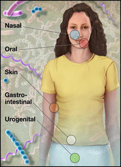 Microbiota Illustration