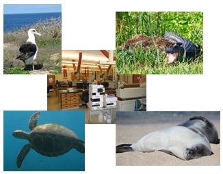 Wildlife Matrices