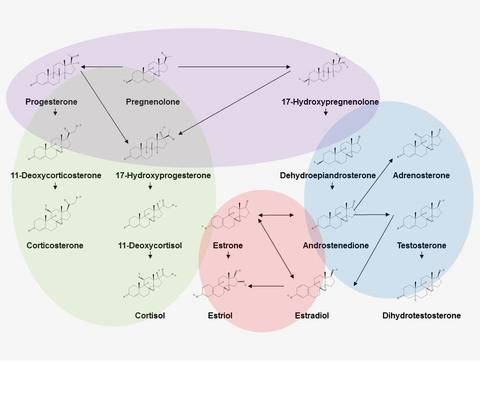 Figure with chemical structures of steroids grouped into four classes by elliptical areas shaded with different colors. 