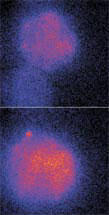 Fluorescent images of two liposomes fusing