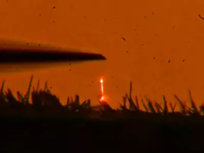 Optically pumped GaN nanowire laser shown glowing orange. 