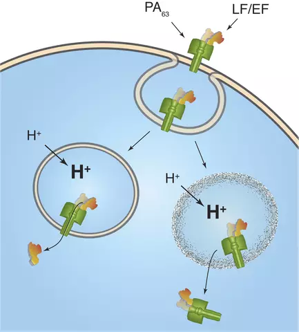 Anthrax toxins