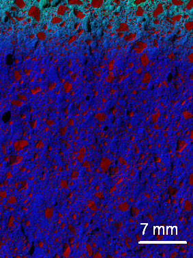 The barely visible blue-green area at the top of this X-ray image of concrete with the NIST nanoadditive shows that very few chloride ions penetrate into the concrete.