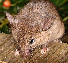 photo of mouse