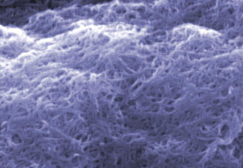 Scanning electron microscope image of 'cleaned' carbon nanotubes at NIST