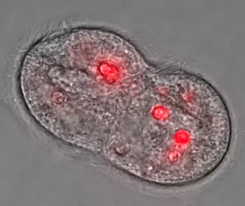 Photomicrograph of ciliate T. pyriformis during cell division with accumulated quantum dots appearing red.