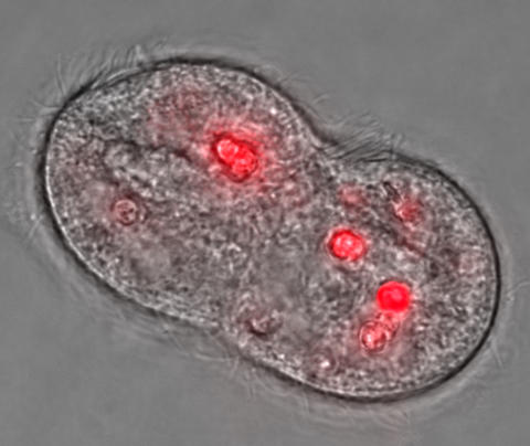 Photomicrograph of ciliate T. pyriformis during cell division with accumulated quantum dots appearing red.