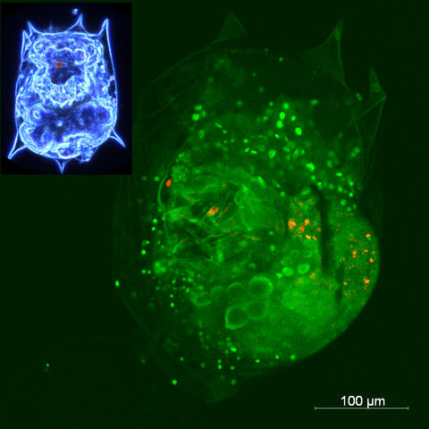 Closeup photomicrograph of rotifer B. calyciflorus with quantum dots assimilated from ingested ciliates appearing red.