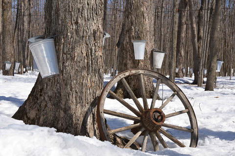 maple trees with sap collectors