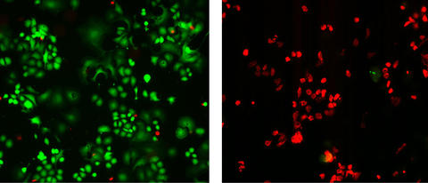 Photomicrographs demonstrate the dramatic impact of using nanotubes to selectively locate and destroy HER2 breast cancer tumors. 