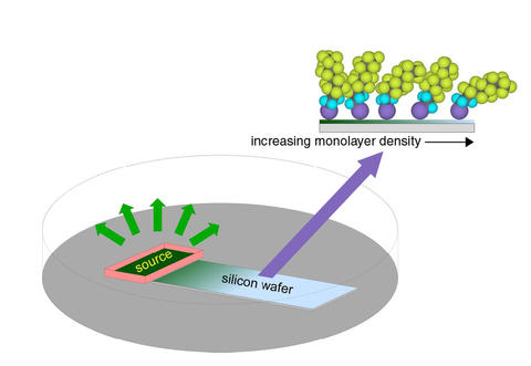 Schematic of the monolayer self-assembly process studied by the NIST/NCSU team.
